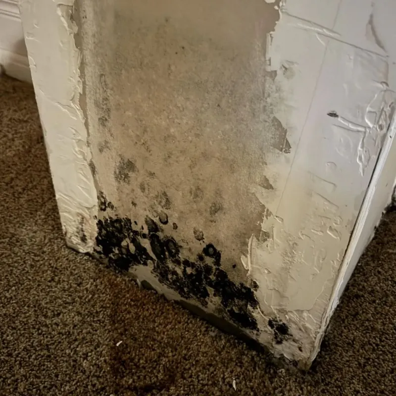 Professional Mold Removal in Waterbury, VT
